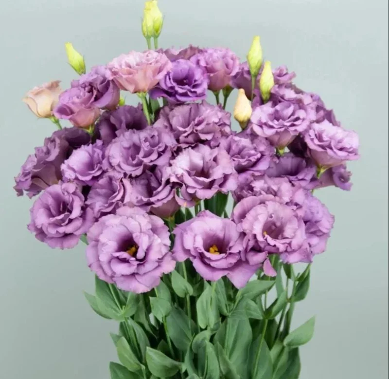 Lisianthus Lilac Shade Live Plant - Starter, Well-Rooted, 3.25 Inch Pot - Image 1