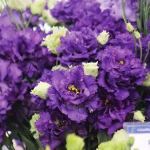 Lisianthus Voyage 2 Blue Plant Plug - Live Starter, 1-3