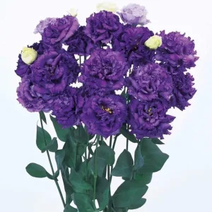 Lisianthus Voyage 2 Blue Plant Plug - Live Starter, 1-3