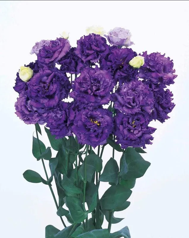 Lisianthus Voyage 2 Blue Plant Plug - Live Starter, 1-3" Tall - Image 5