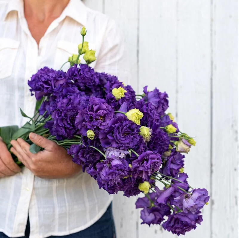 Lisianthus Voyage 2 Blue Plant Plug - Live Starter, 1-3" Tall - Image 1