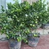 Live Seedless Lemon Tree - 3 Ft Tall in 5 Gal Pot - Grafted Dwarf Fruit Plant - Image 1