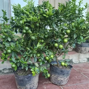 Live Seedless Lemon Tree - 3 Ft Tall in 5 Gal Pot - Grafted Dwarf Fruit Plant - Image 1