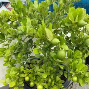 Live Seedless Lemon Tree - 3 Ft Tall in 5 Gal Pot - Grafted Dwarf Fruit Plant - Image 4