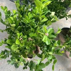 Live Seedless Lemon Tree - 3 Ft Tall in 5 Gal Pot - Grafted Dwarf Fruit Plant - Image 5