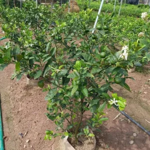 Live Seedless Lemon Tree - 3 Ft Tall in 5 Gal Pot - Grafted Dwarf Fruit Plant - Image 7