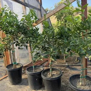 Live Seedless Lemon Tree - 3 Ft Tall in 5 Gal Pot - Grafted Dwarf Fruit Plant - Image 8