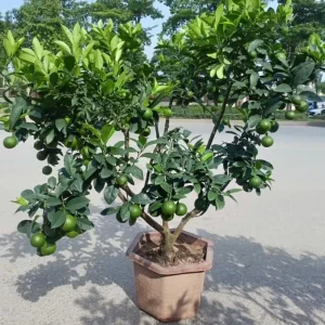 Live Thai Lemon Tree - Dwarf Grafted Fruit Plant 1-3 Ft Tall in 3 Gallon Pot - Image 4