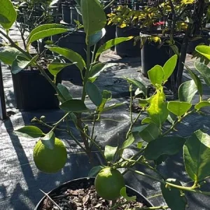 Live Thai Lemon Tree - Dwarf Grafted Fruit Plant 1-3 Ft Tall in 3 Gallon Pot - Image 5