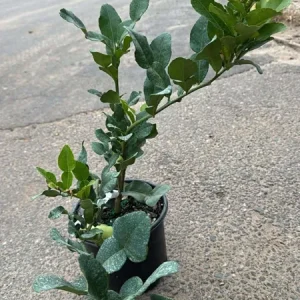 Live Thai Lemon Tree - Dwarf Grafted Fruit Plant 1-3 Ft Tall in 3 Gallon Pot - Image 6