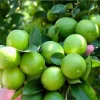 Live Thai Lemon Tree - Dwarf Grafted Fruit Plant 1-3 Ft Tall in 3 Gallon Pot - Image 1