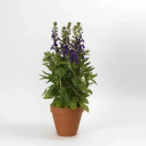 Lobelia Cardinal Flower Blue Plug - Live Starter Plant 1
