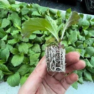 Lobelia Cardinal Flower Blue Plug - Live Starter Plant 1