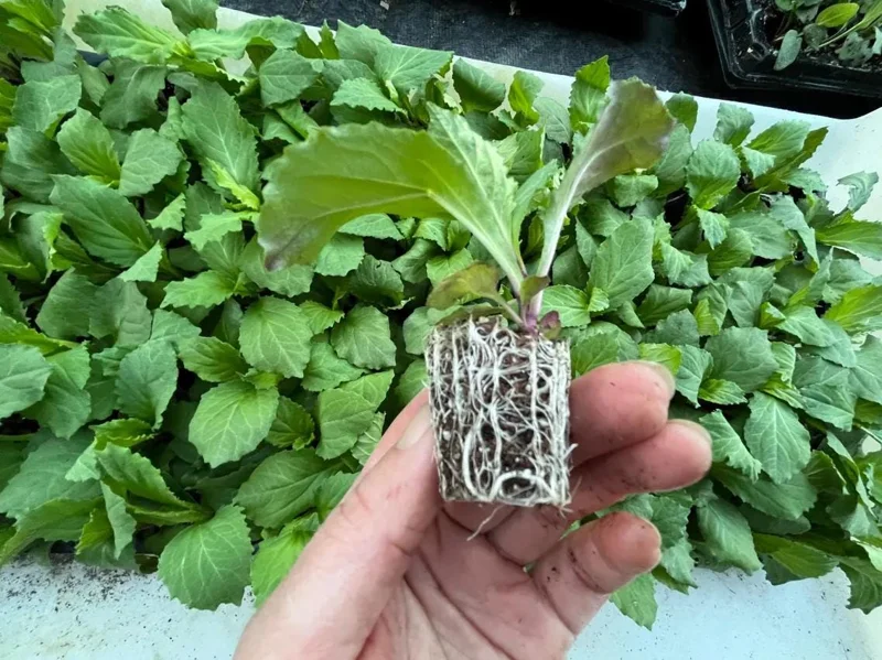 Lobelia Cardinal Flower Blue Plug - Live Starter Plant 1"-3" Tall - Image 10