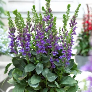 Lobelia Cardinal Flower Blue Plug - Live Starter Plant 1