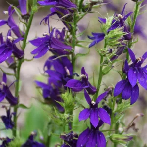 Lobelia Cardinal Flower Blue Plug - Live Starter Plant 1