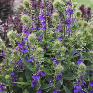 Lobelia Cardinal Flower Blue Plug - Live Starter Plant 1