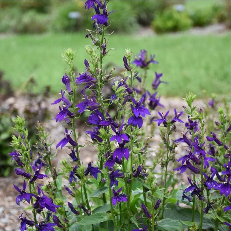 Lobelia Cardinal Flower Blue Plug - Live Starter Plant 1"-3" Tall - Image 6