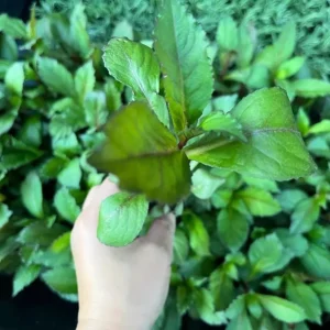 Lobelia Cardinal Flower Blue Plug - Live Starter Plant 1