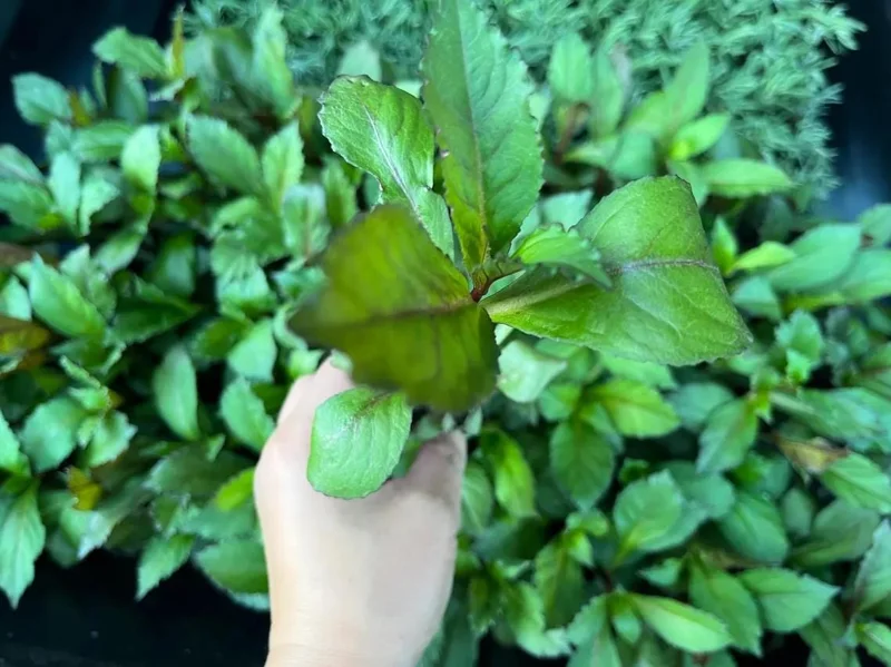Lobelia Cardinal Flower Blue Plug - Live Starter Plant 1"-3" Tall - Image 7