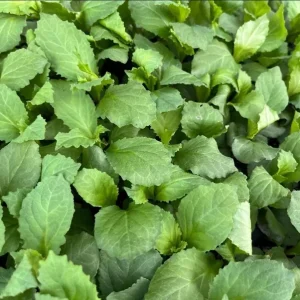 Lobelia Cardinal Flower Blue Plug - Live Starter Plant 1