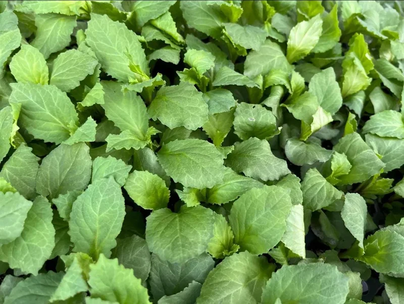 Lobelia Cardinal Flower Blue Plug - Live Starter Plant 1"-3" Tall - Image 8