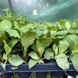 Lobelia Cardinal Flower Blue Plug - Live Starter Plant 1