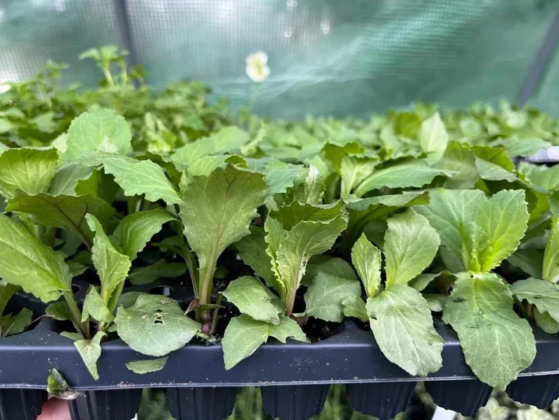Lobelia Cardinal Flower Blue Plug - Live Starter Plant 1"-3" Tall - Image 9