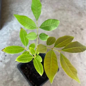 Longan Live Starter Plant – Tropical Fruit Tree – 4-8 Inch Tall – 4 Inch Pot - Image 10