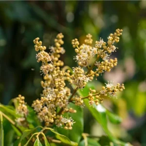 Longan Live Starter Plant – Tropical Fruit Tree – 4-8 Inch Tall – 4 Inch Pot - Image 5