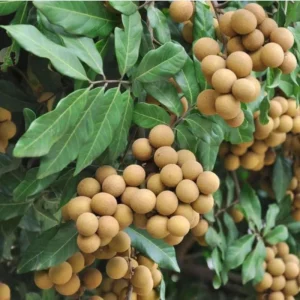 Longan Live Starter Plant – Tropical Fruit Tree – 4-8 Inch Tall – 4 Inch Pot - Image 8
