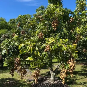 Longan Live Starter Plant – Tropical Fruit Tree – 4-8 Inch Tall – 4 Inch Pot - Image 9