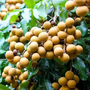 Longan Live Starter Plant – Tropical Fruit Tree – 4-8 Inch Tall – 4 Inch Pot - Image 1