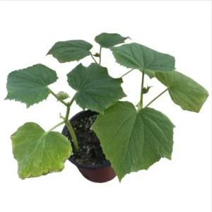 Marketmore Cucumber Live Starter Plants - Set of 2, 3-5 Inch Tall, Outdoor Vegetable - Image 10