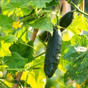 Marketmore Cucumber Live Starter Plants - Set of 2, 3-5 Inch Tall, Outdoor Vegetable - Image 6