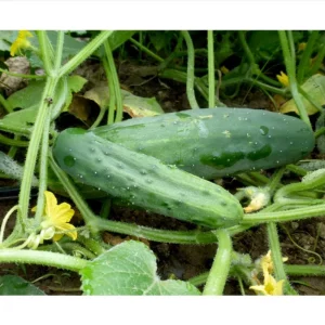 Marketmore Cucumber Live Starter Plants - Set of 2, 3-5 Inch Tall, Outdoor Vegetable - Image 7