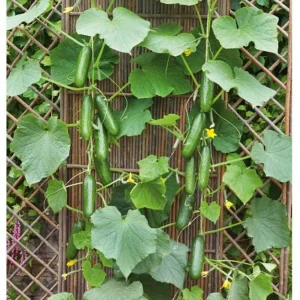 Marketmore Cucumber Live Starter Plants - Set of 2, 3-5 Inch Tall, Outdoor Vegetable - Image 9