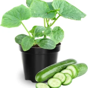 Marketmore Cucumber Live Starter Plants - Set of 2, 3-5 Inch Tall, Outdoor Vegetable - Image 1