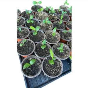 Meyer Lemon Live Plant – Fragrant Citrus Bush – Starter Plant 2-3 Inches Tall – Indoor/Outdoor - Image 6