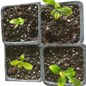 Meyer Lemon Live Plant – Fragrant Citrus Bush – Starter Plant 2-3 Inches Tall – Indoor/Outdoor - Image 8