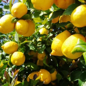 Meyer Lemon Live Plant – Fragrant Citrus Bush – Starter Plant 2-3 Inches Tall – Indoor/Outdoor - Image 1
