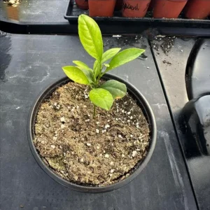 Meyer Lemon Live Starter Plant - Sweet Fruit Tree, 3-5 Inch, Well Rooted - Image 10