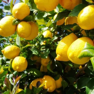 Meyer Lemon Live Starter Plant - Sweet Fruit Tree, 3-5 Inch, Well Rooted - Image 2