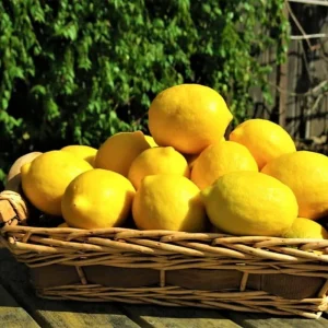 Meyer Lemon Live Starter Plant - Sweet Fruit Tree, 3-5 Inch, Well Rooted - Image 3