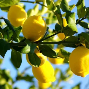 Meyer Lemon Live Starter Plant - Sweet Fruit Tree, 3-5 Inch, Well Rooted - Image 4