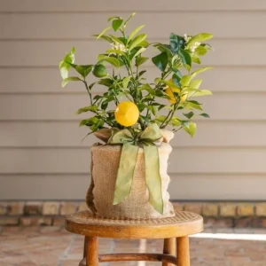 Meyer Lemon Live Starter Plant - Sweet Fruit Tree, 3-5 Inch, Well Rooted - Image 6