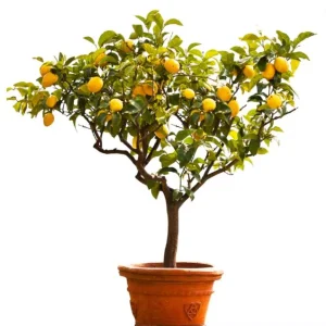 Meyer Lemon Live Starter Plant - Sweet Fruit Tree, 3-5 Inch, Well Rooted - Image 1