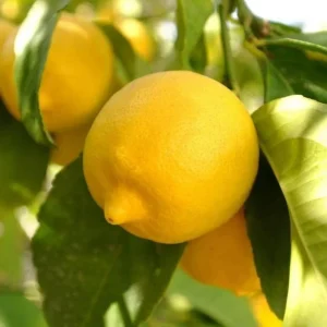 Meyer Lemon Tree Live Plant, 2-4 Ft Tall, 3 Gallon Pot, Yellow Lemons - Image 10