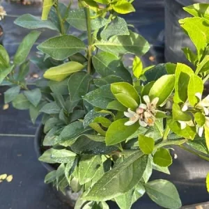 Meyer Lemon Tree Live Plant, 2-4 Ft Tall, 3 Gallon Pot, Yellow Lemons - Image 2