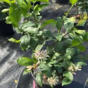 Meyer Lemon Tree Live Plant, 2-4 Ft Tall, 3 Gallon Pot, Yellow Lemons - Image 3